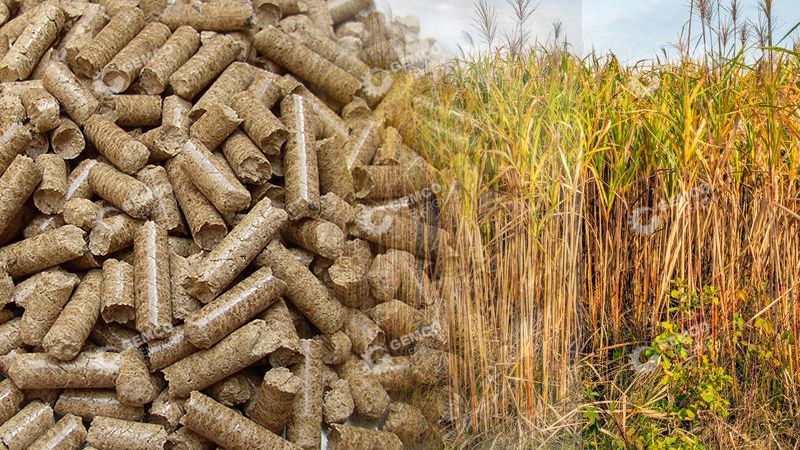 Elephant Grass Pellet Mill Turn Waste into Treasure